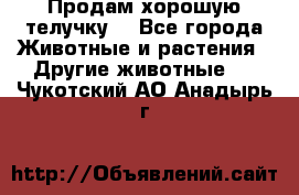 Продам хорошую телучку. - Все города Животные и растения » Другие животные   . Чукотский АО,Анадырь г.